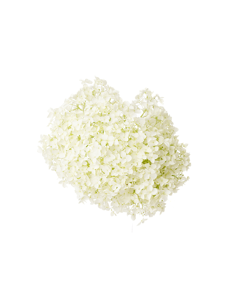 【生花】アジサイ(アナベル) アナベルシロの花アップ