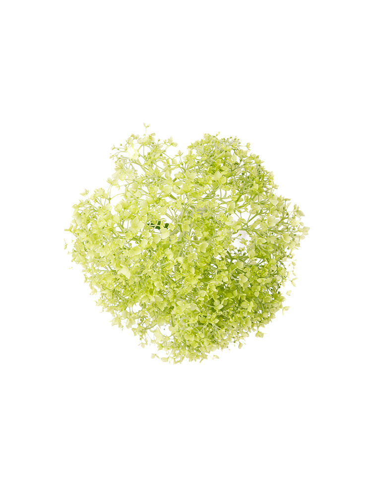 【生花】アジサイ(アナベル) フレッシュグリーンの花アップ