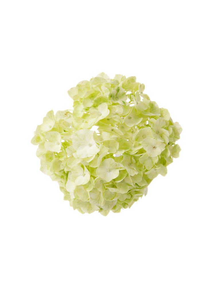 【生花】アジサイ ライムグリーンの花アップ