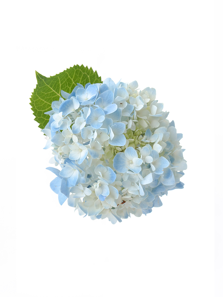 【生花】アジサイ 品種おまかせ(水色)の花アップ