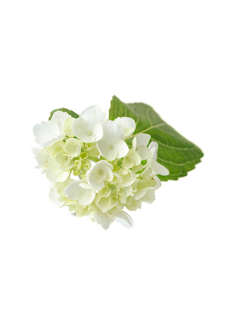 【生花】アジサイ 品種おまかせ(白)の花アップ