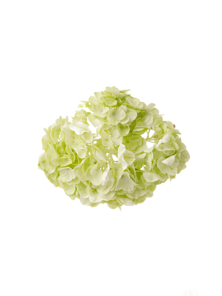 【生花】アジサイ セージの花アップ