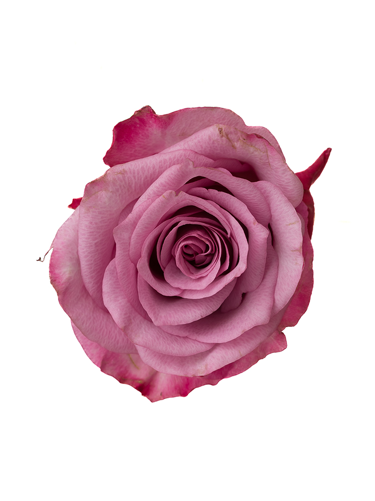 【生花】バラ(ケニア) ディープパープルの花アップ