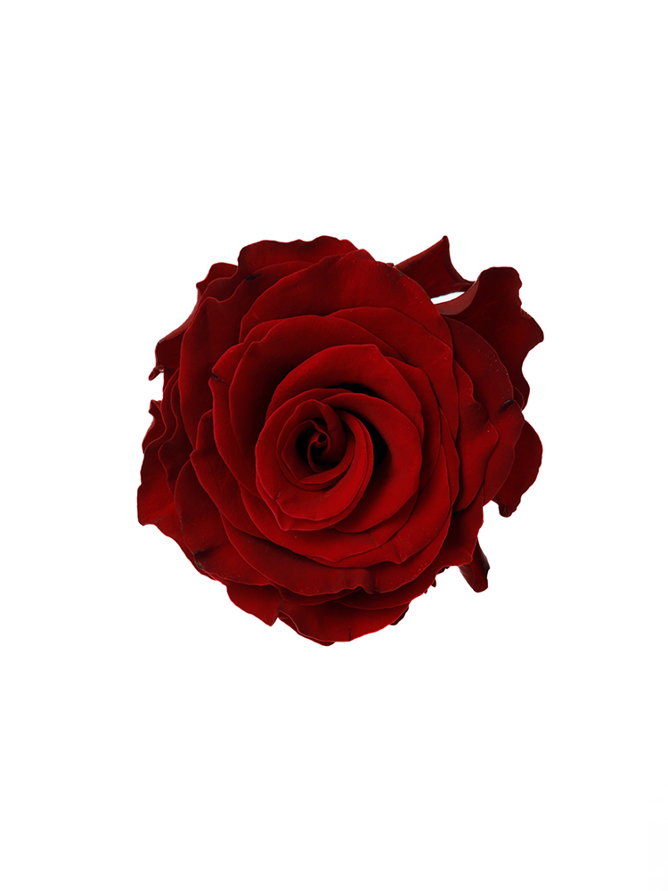 【生花】バラ(ケニア) エバーレッドの花アップ