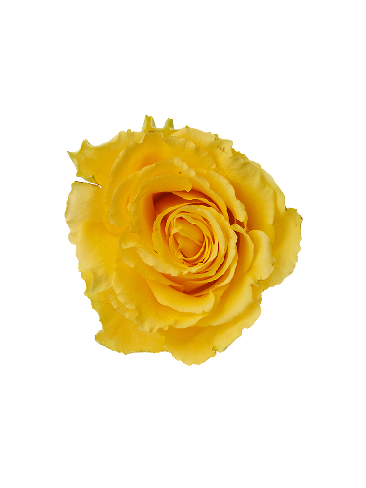 【生花】バラ(ケニア) グッドタイムの花アップ