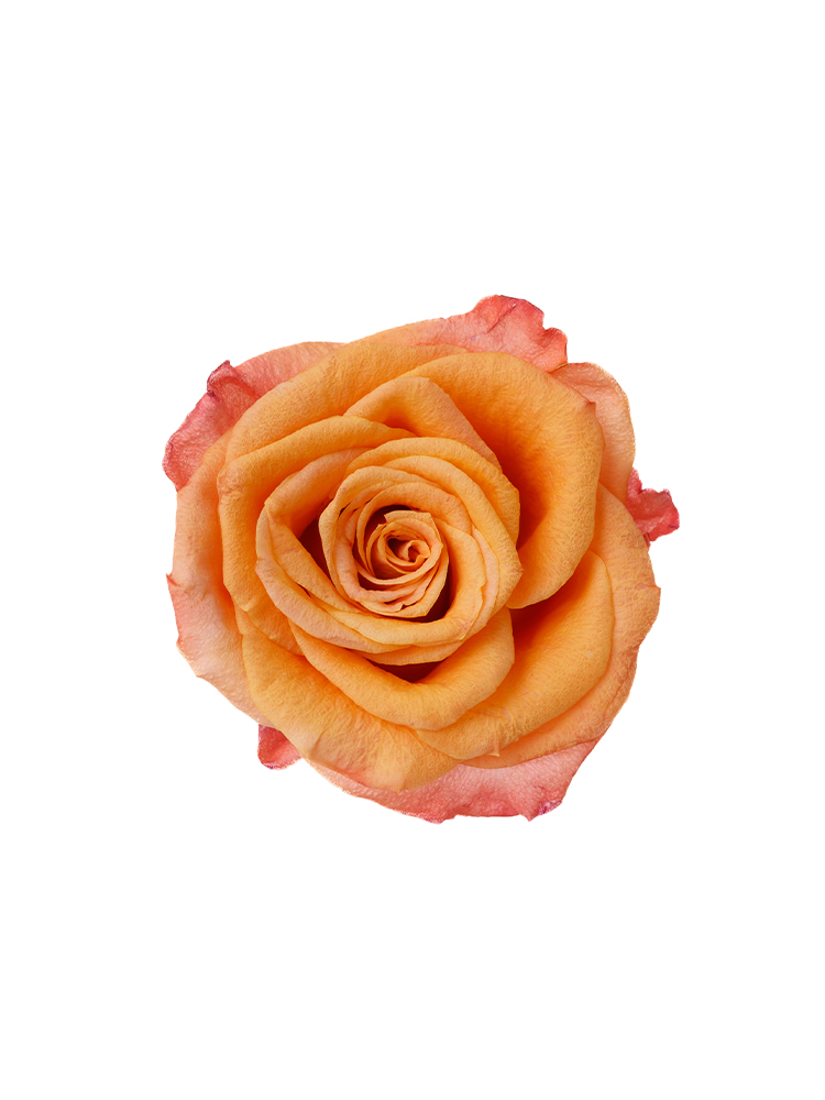 マナオラ　パレオ　オレンジ 直前】SPバラおまかせ オレンジ(品種おまかせ)シンディなど - 花