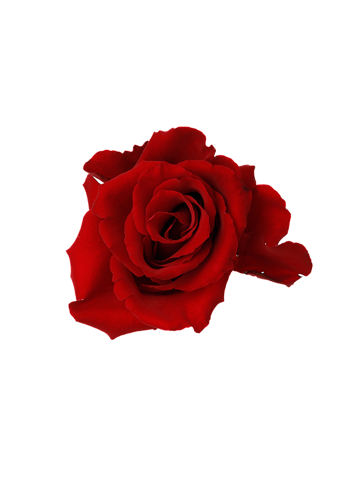 【入荷花材】バラ(ケニア) ロードスの花アップ