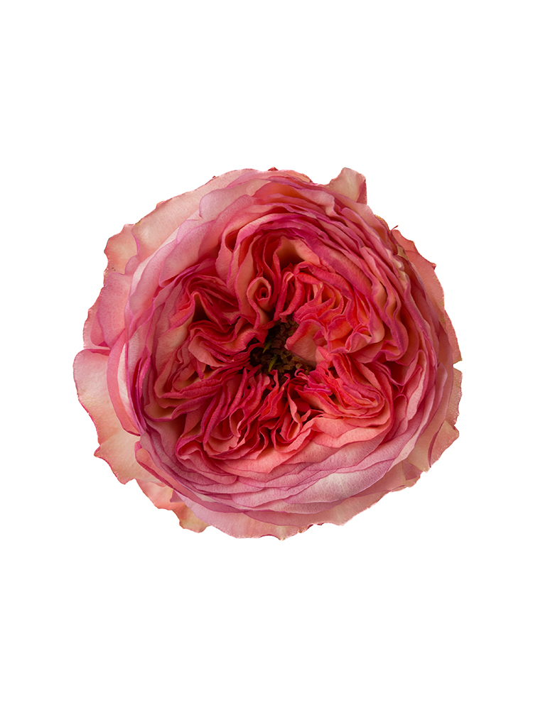 【生花】バラ(ケニア) スタートレックの花アップ