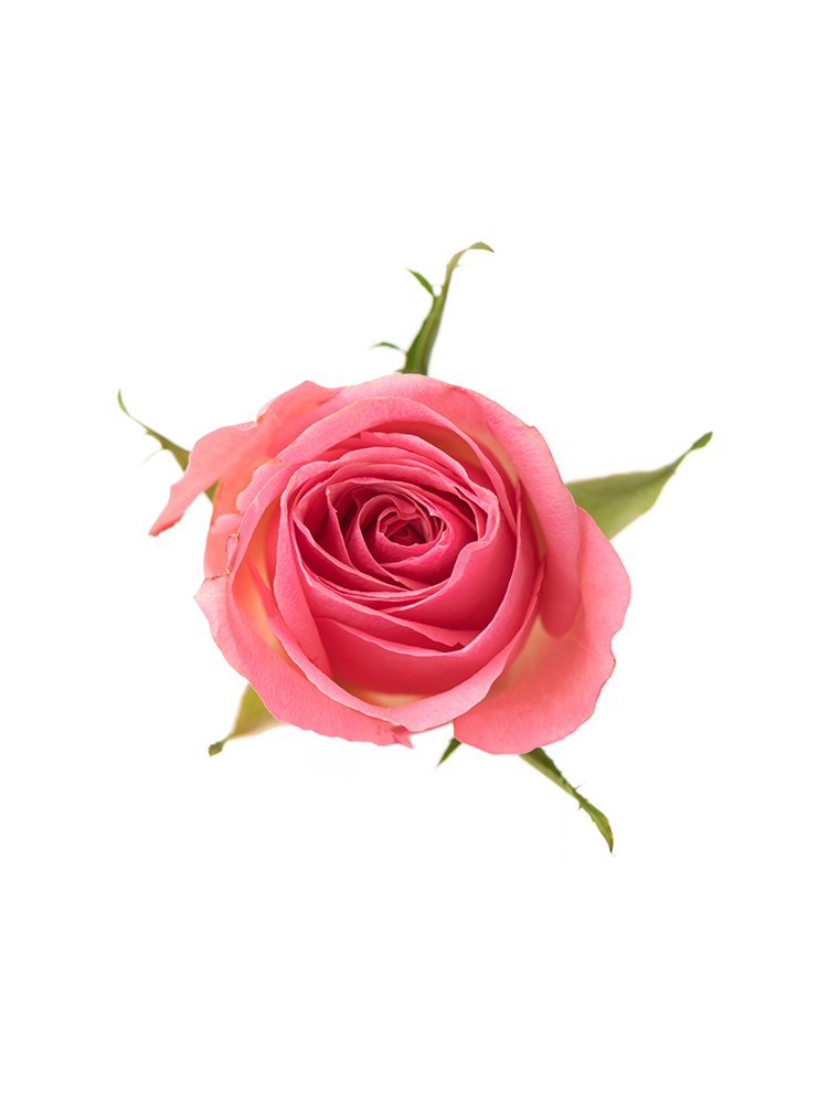 【生花】バラ エースピンクの花アップ