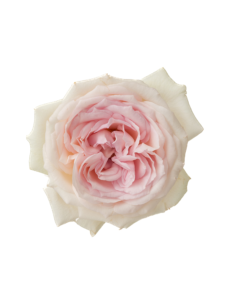 【生花】バラ アンブリッジローズの花アップ