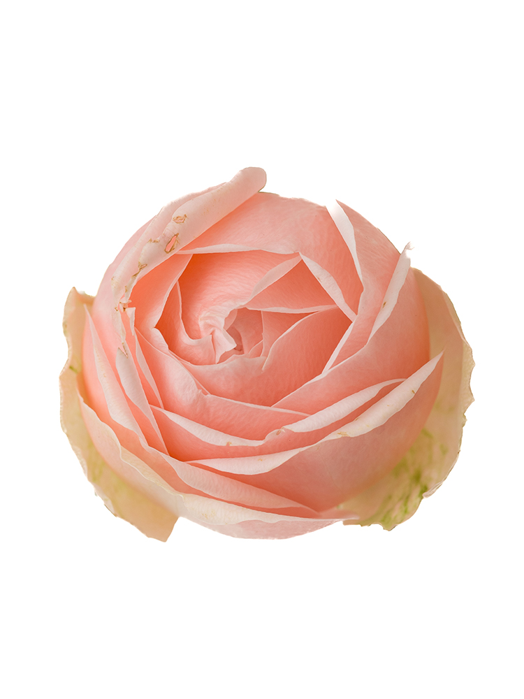 【生花】バラ アンジェニューの花アップ