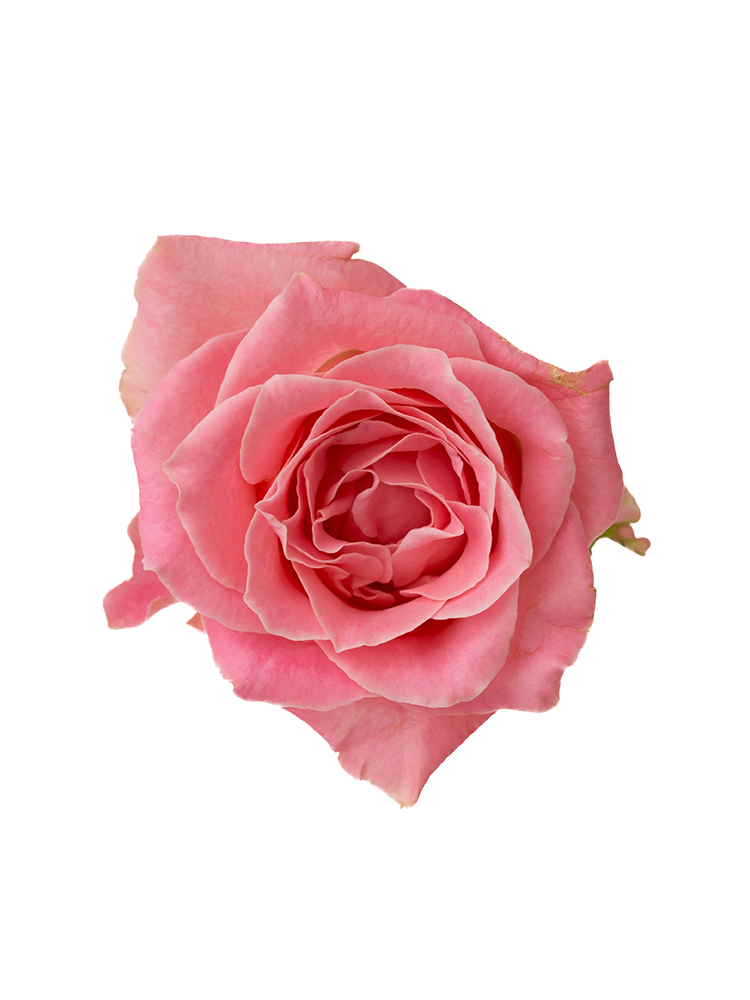 【生花】バラ アーリエスの花アップ