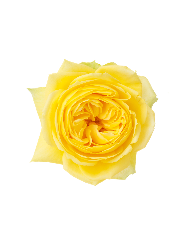 【生花】バラ カタリナの花アップ