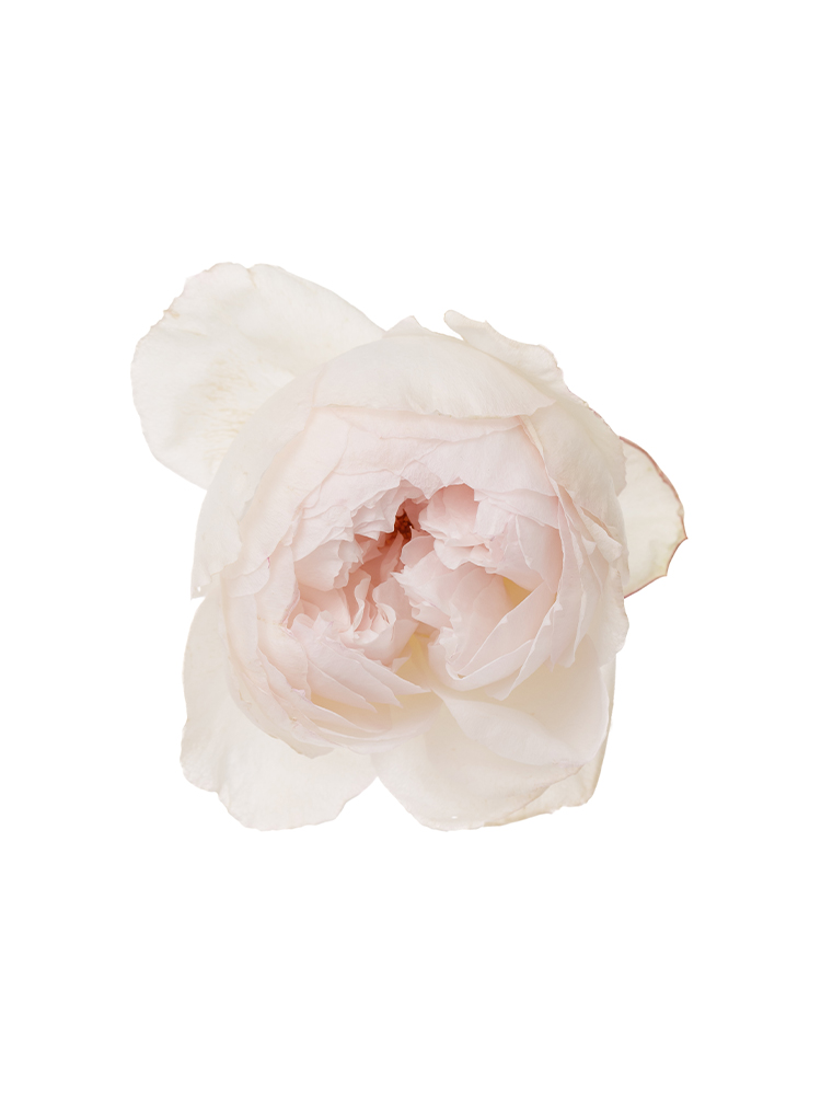 【生花】バラ ココットの花アップ