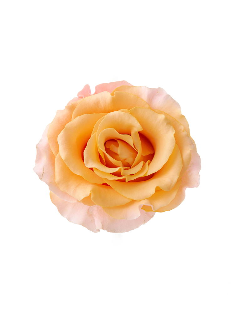 【入荷花材】バラ　カルピディーム＋の花アップ