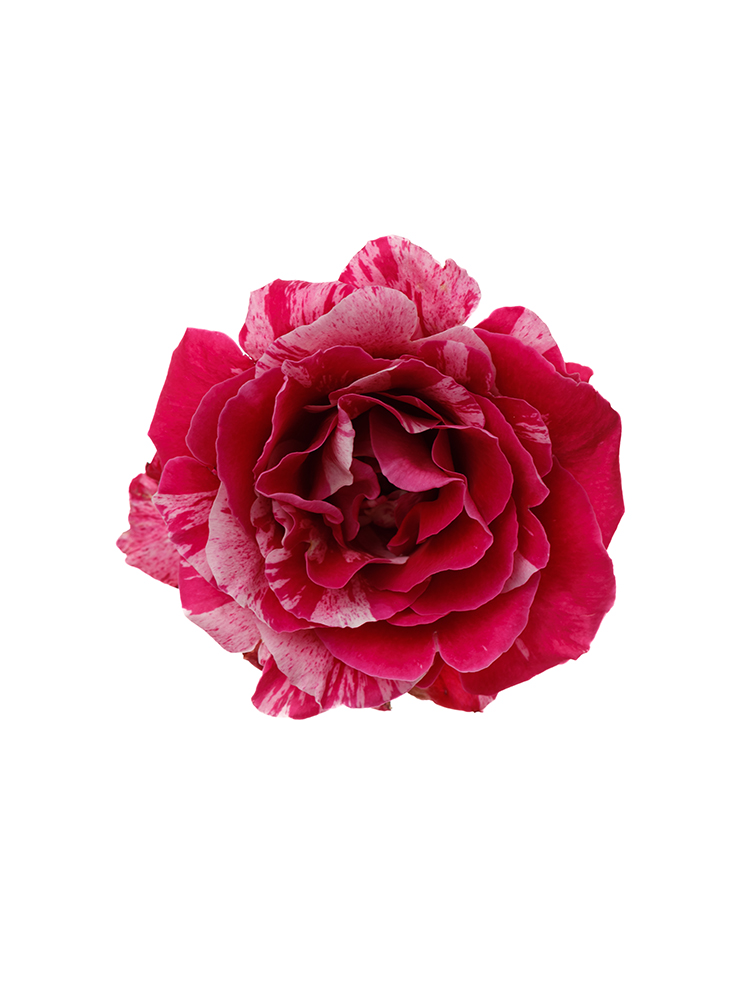 生花】バラ クレイジートゥ【赤ピンク/60cm/静岡県】｜Flower