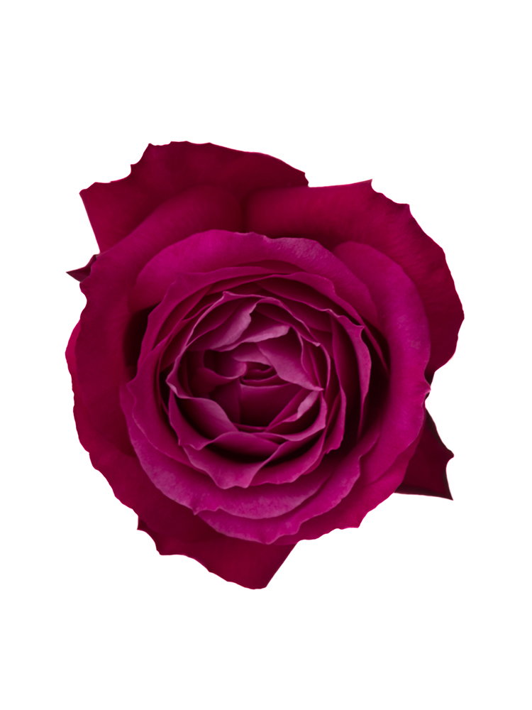 【生花】バラ エモーションプロフォンドの花アップ