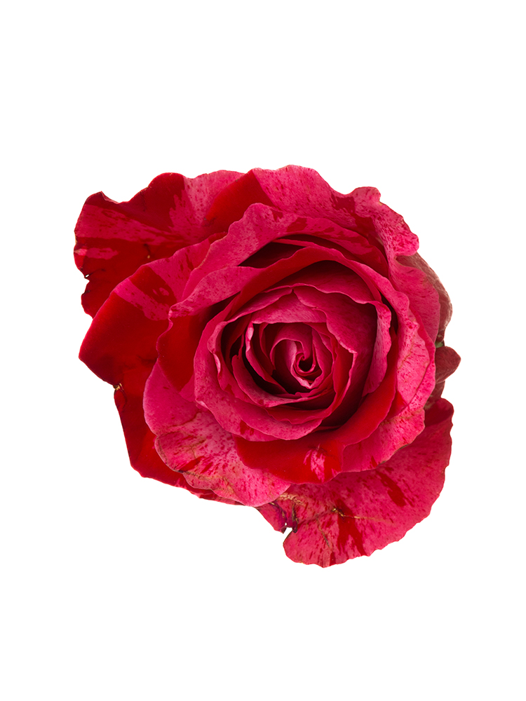 【生花】バラ フルフルの花アップ