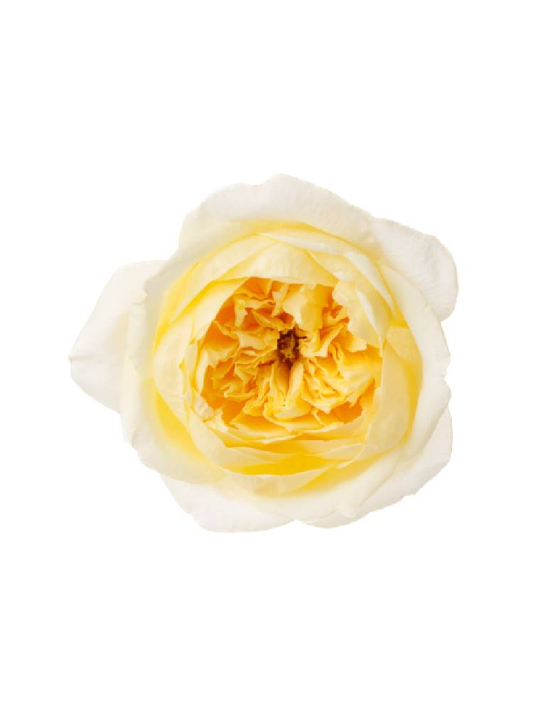 【入荷花材】バラ ジャンヌダルクの花アップ