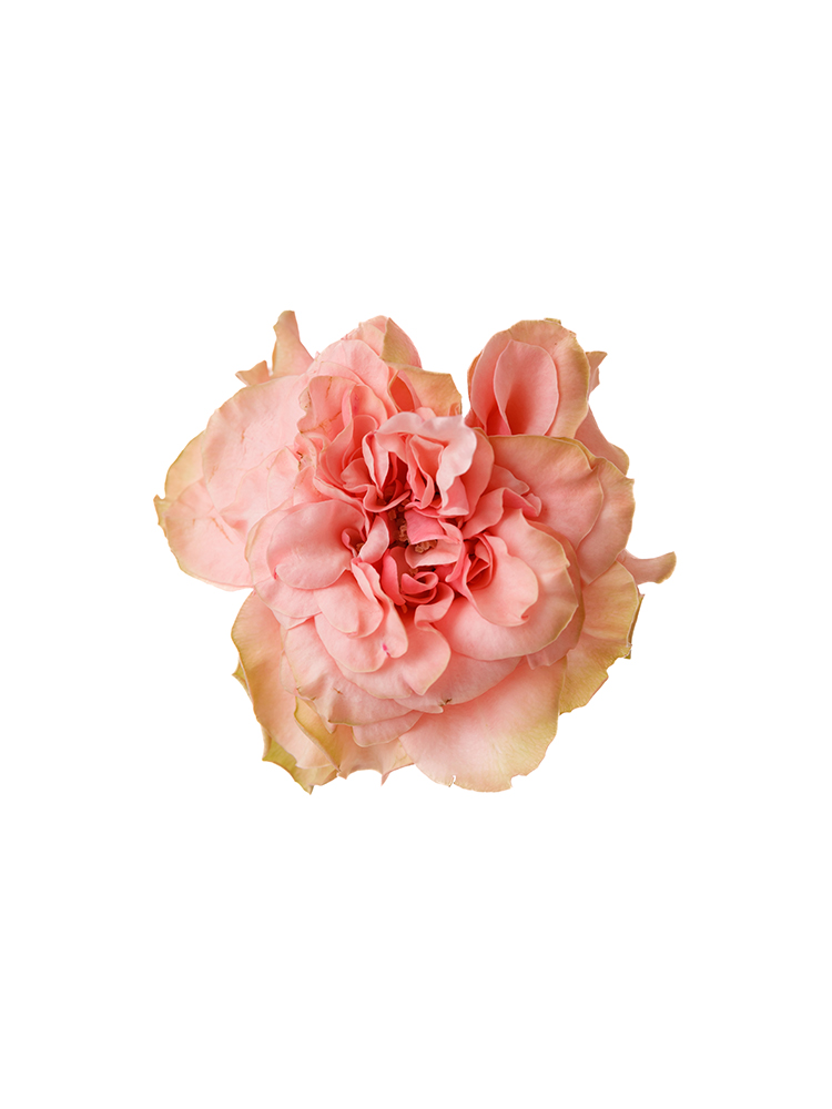 【入荷花材】バラ ラロックの花アップ