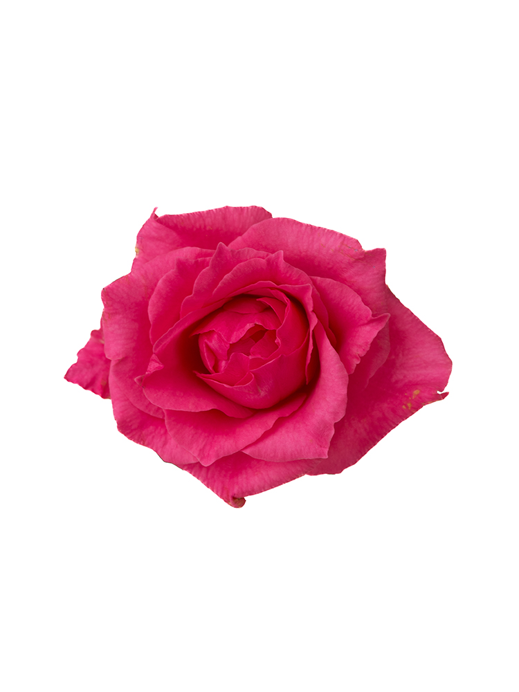 【生花】バラ ライラの花アップ