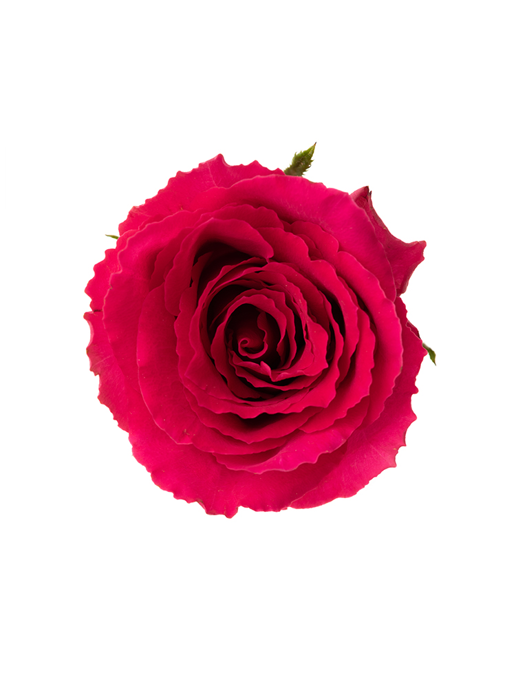 【生花】バラ マダムセリーズの花アップ