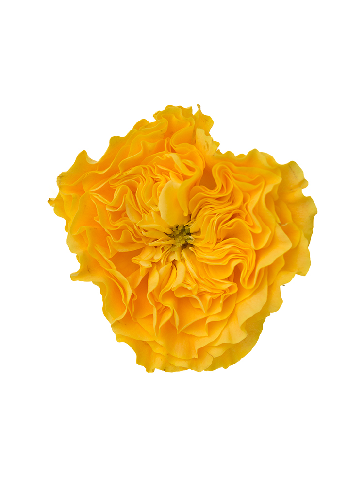 【入荷花材】バラ マンゴリーバの花アップ