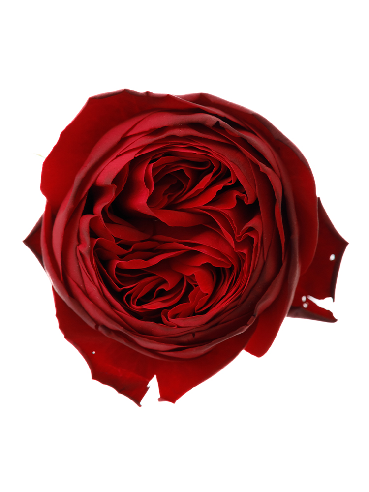 【生花】バラ マタドールの花アップ