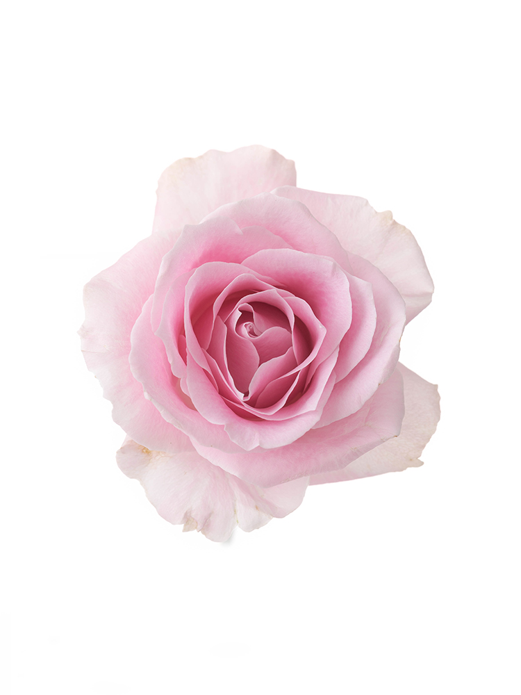 生花】バラ(ピンク) 品種おまかせ【70cm/愛知県】｜Flower Smith