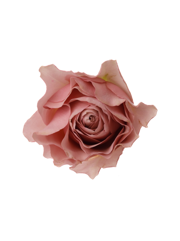 【生花】バラ プラム・マリー+の花アップ