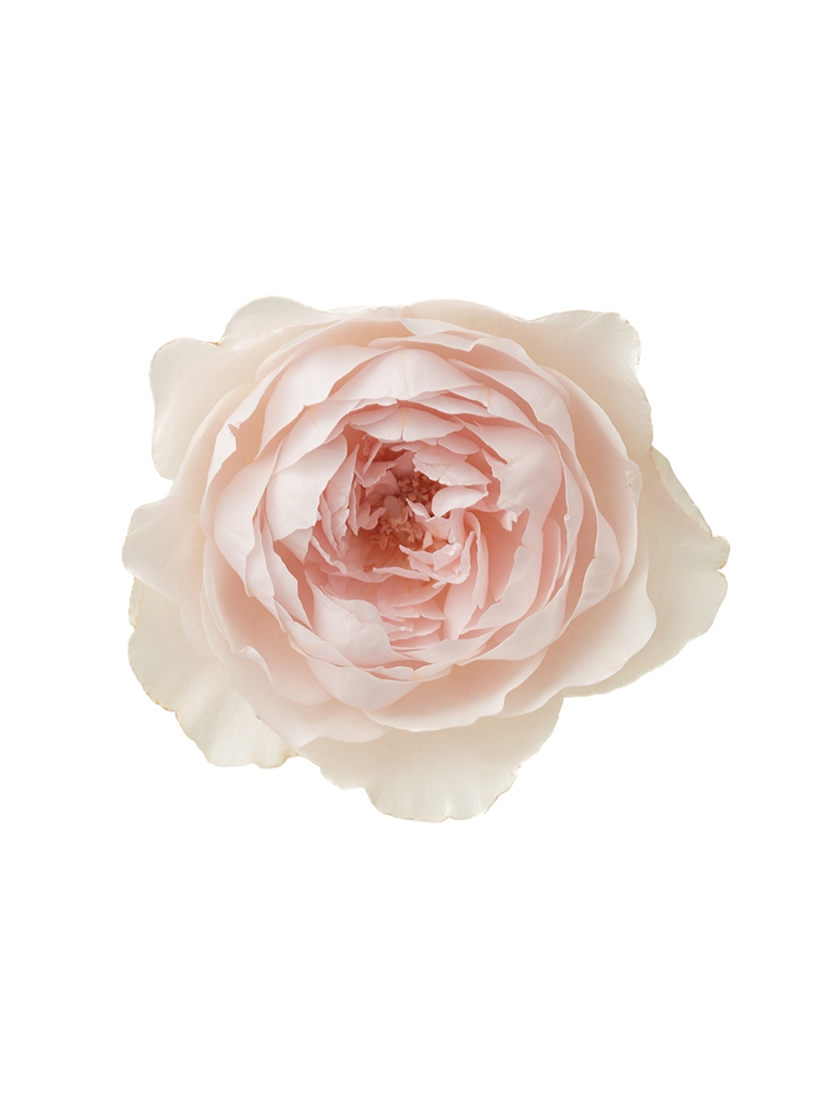 【生花】バラ プリティカレンの花アップ