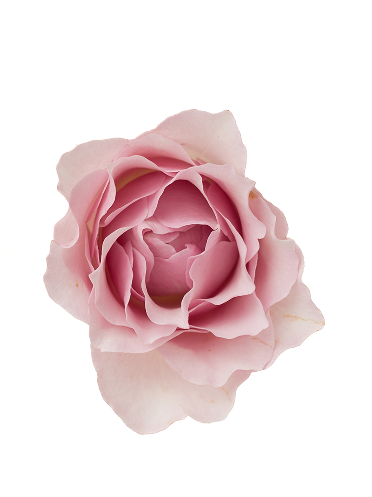 生花】バラ ラプソディ【薄ピンク/60cm/栃木県】|Flower Smith 生花】バラ ラプソディ【薄ピンク/60cm/栃木県】|Flower Smith