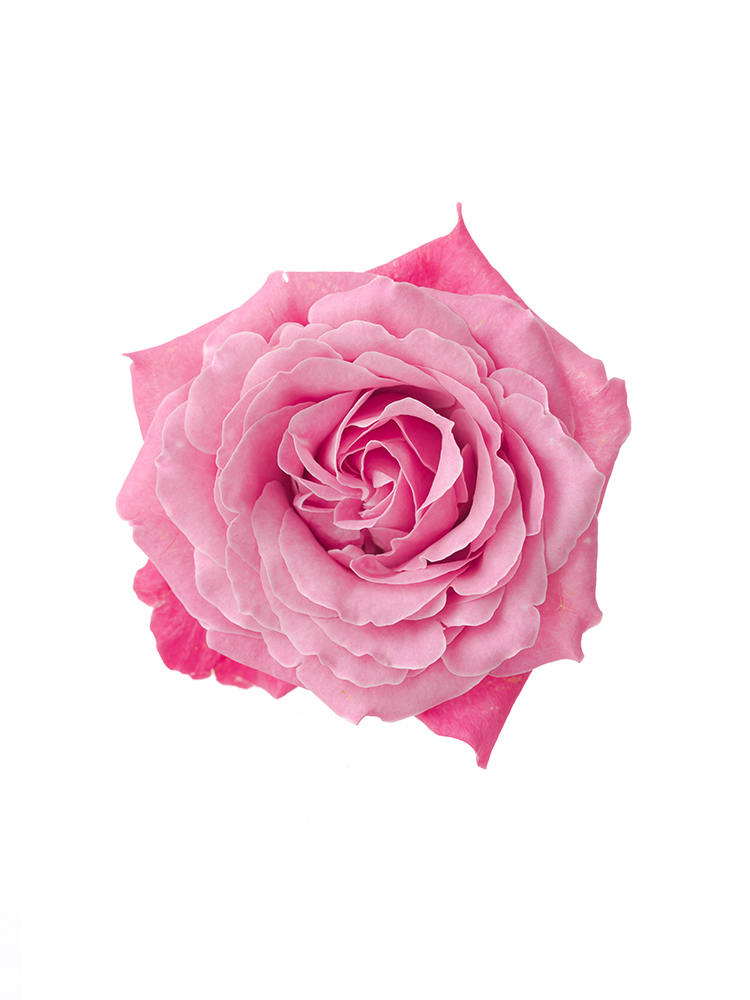 【生花】バラ オール4ラブ＋ 40cmの花アップ