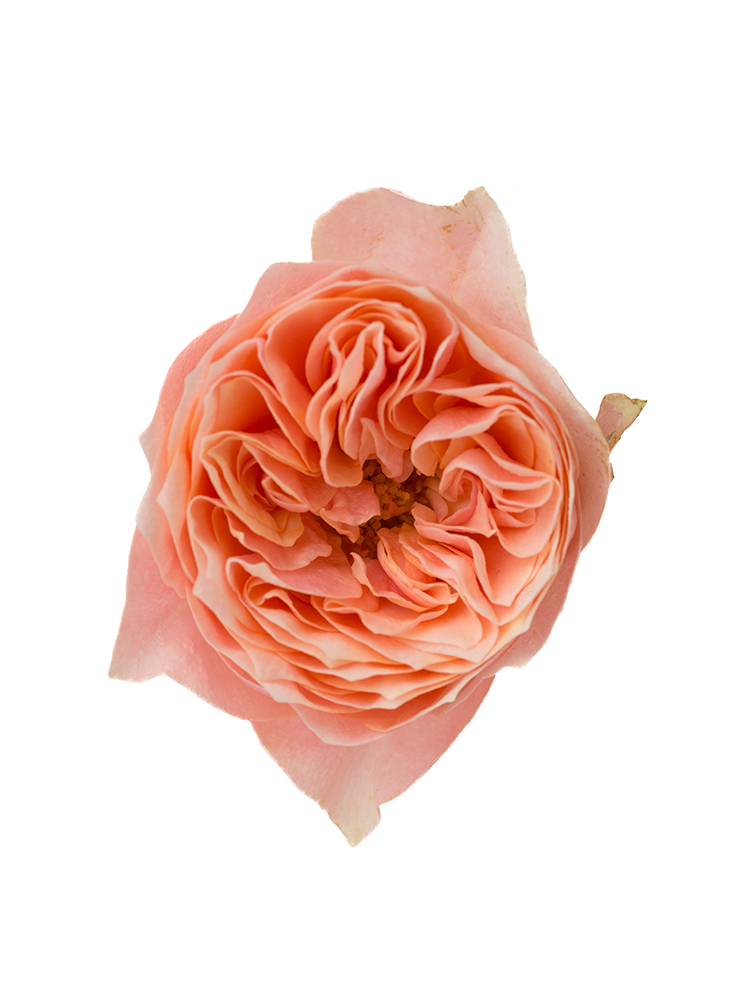 【生花】バラ コーラルハート 40cmの花アップ