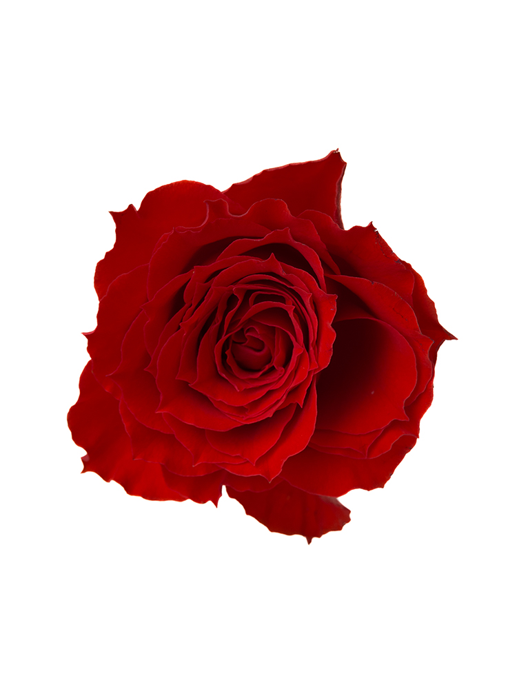 【生花】バラ ファーストエディション 40cmの花アップ