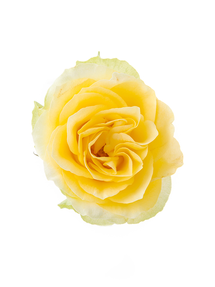 【生花】バラ イリオス 40cmの花アップ