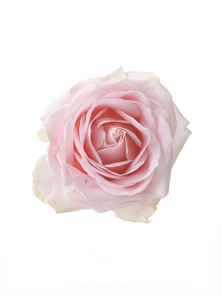 【生花】バラ(薄ピンク) 品種おまかせ の花アップ