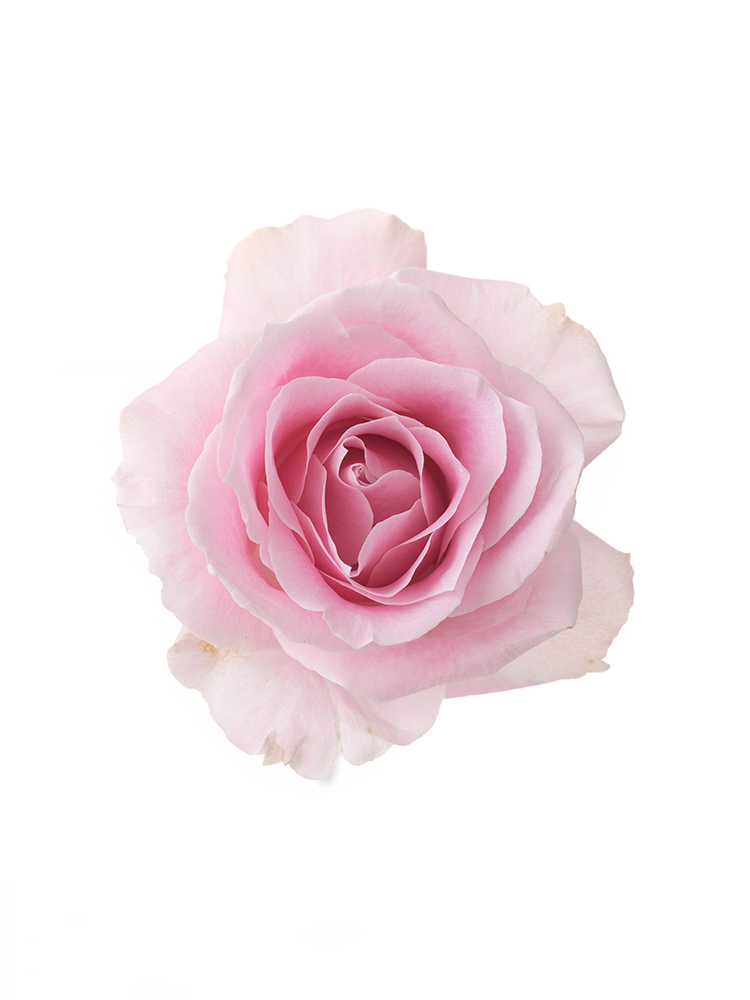 【生花】バラ(ピンク) 品種おまかせ の花アップ