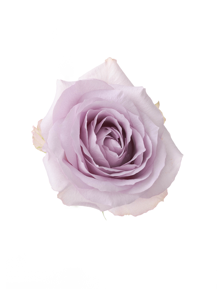 【生花】バラ(紫) 品種おまかせ の花アップ