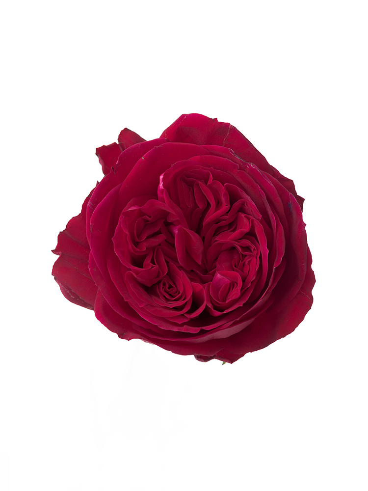 【入荷花材】バラ レッドエレガンス 40cmの花アップ