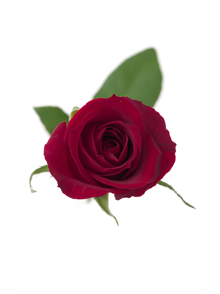 【入荷花材】バラ サムライ08 40cmの花アップ