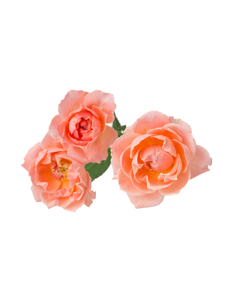 【生花】バラ(スプレー) アプリコットミホの花アップ