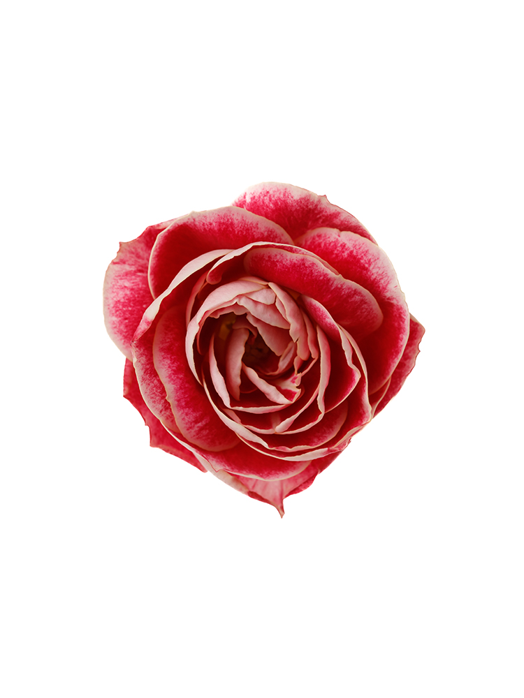 【生花】スプレーバラ チアフルの花アップ