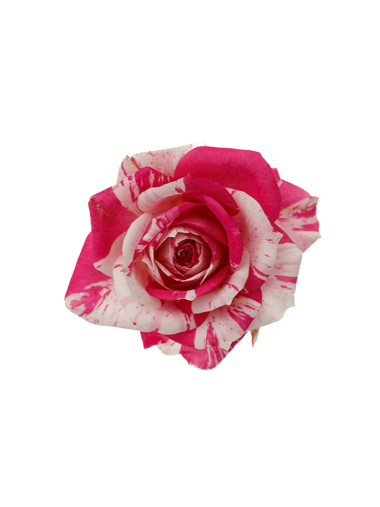 【生花】スプレーバラ フラッシングの花アップ