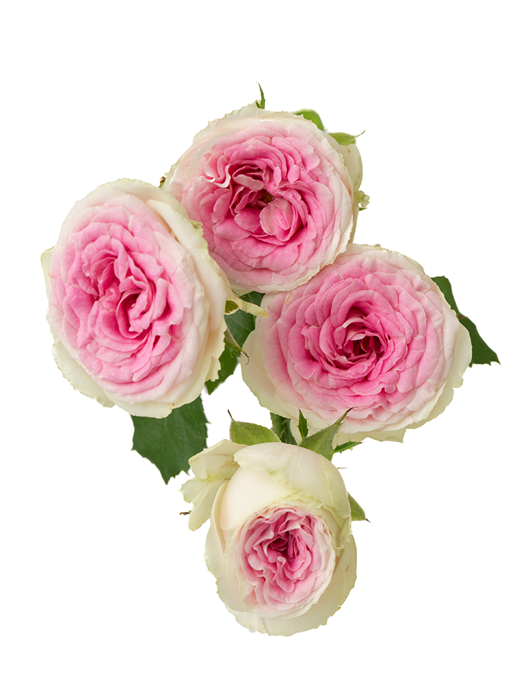 【生花】バラ(スプレー) ジェラートの花アップ