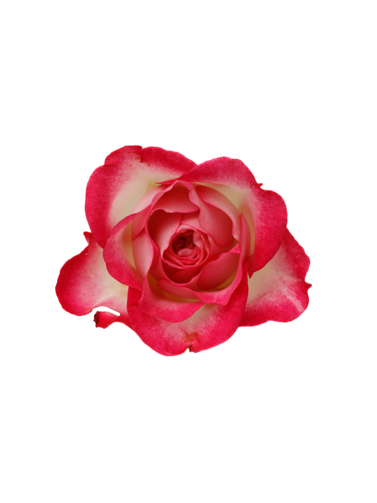 【生花】スプレーバラ セドナ!の花アップ