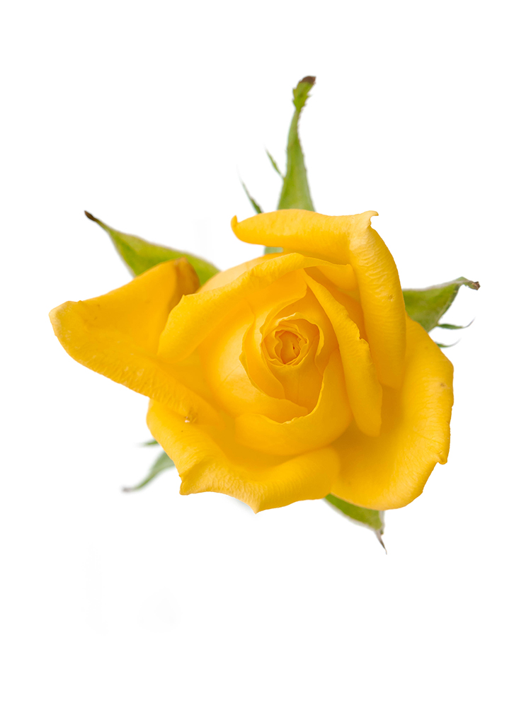 【生花】バラ(スプレー) サニーシンディの花アップ