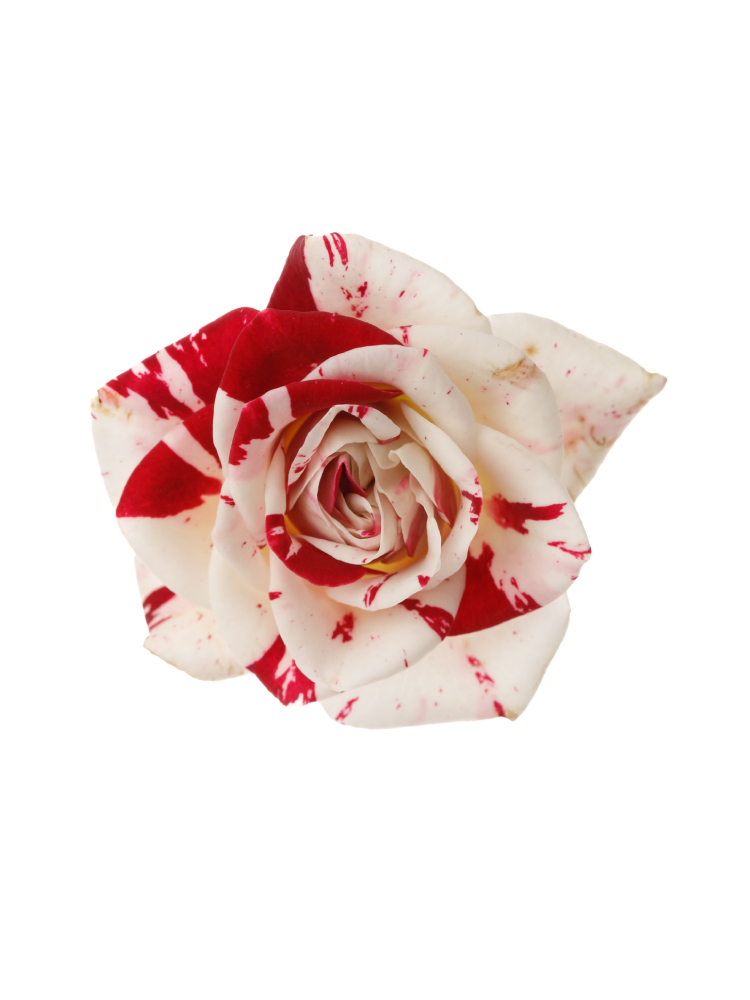 プライズ品　バラ売り 生花】バラ(白) 品種おまかせ【60cm/愛知県】｜Flower Smith