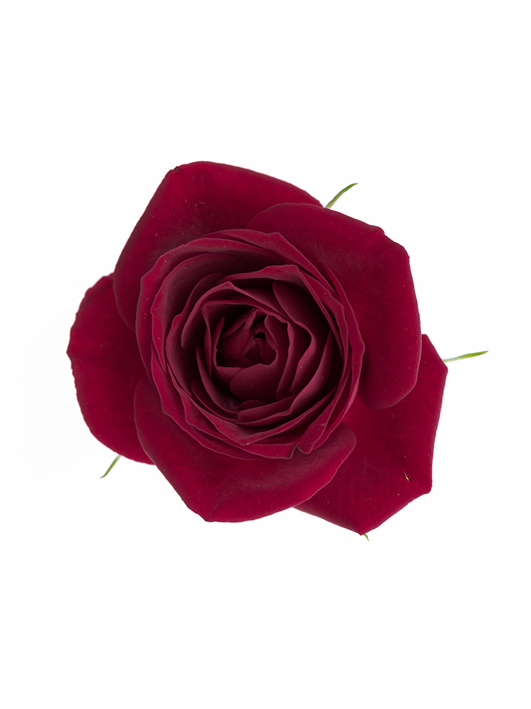 【生花】スプレーバラ(赤) 品種おまかせ の花アップ
