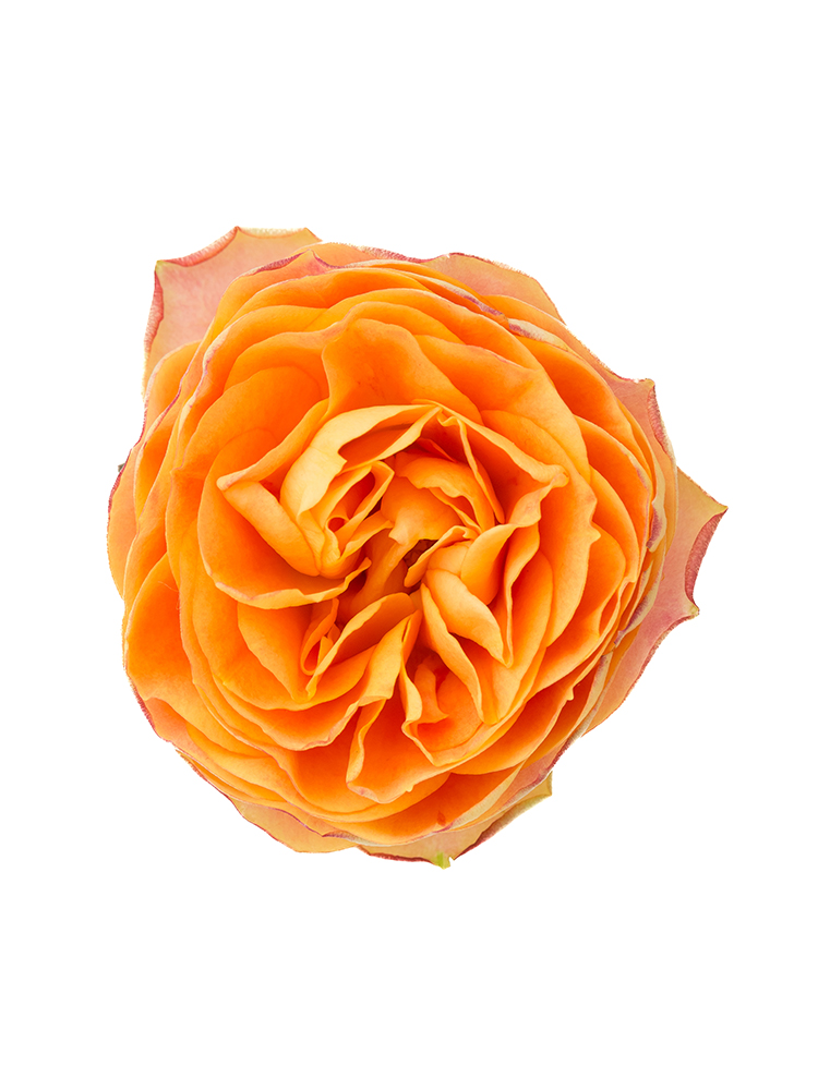 【生花】バラ(ロゼット咲き)オレンジ 品種おまかせ 40cmの花アップ